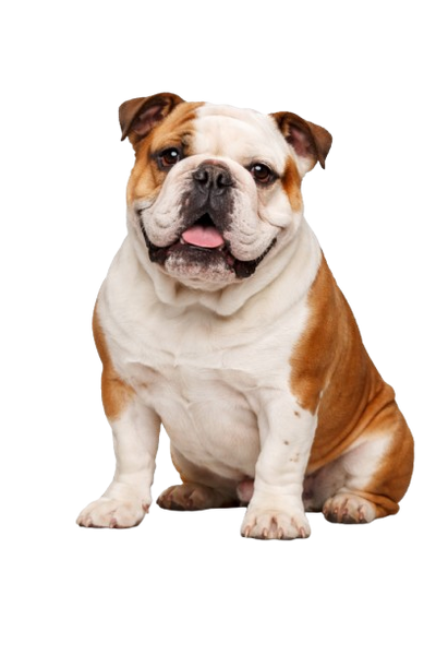 Happy dog