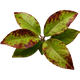 Horopito Leaf Extract