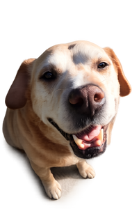 Happy dog with no itchy paws and irritated skin