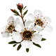 Manuka Branch/Leaf Oil (Manuka Oil)