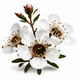 Manuka Branch/Leaf Oil (Manuka Oil)