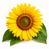 Sunflower Oil