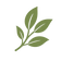 Green leaf natural ingredient