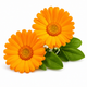 Calendula Flower Extract