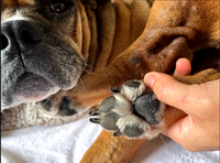 Close-up of irritated dog paw being inspected by pet owner with remarkable improvement
