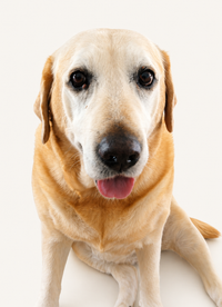 Happy healthy Labrador representing natural pet skin and paw care wellness