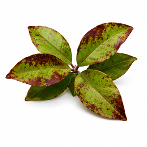 New Zealand Horopito extract ingredient for dog paw oil