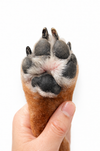 Close-up of a dog paw with improved or cleared irritation between the paw pads
