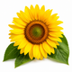 Sunflower Seed Oil